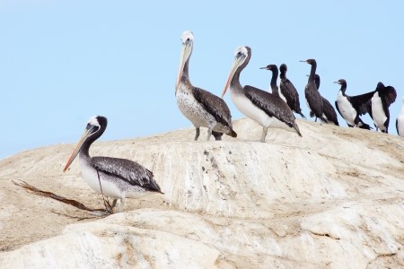 Peruvian pelican and guanay cormoran in Chile.