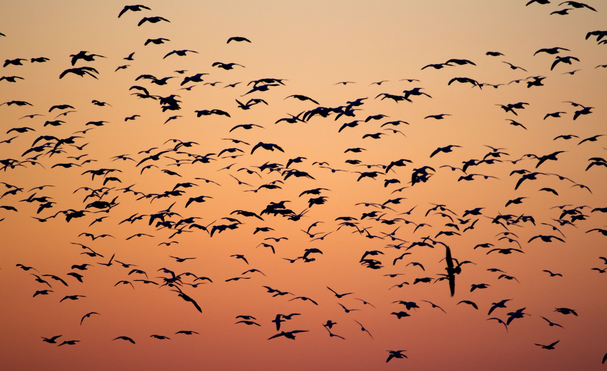 Flock of birds