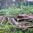 Abattage d'arbre, Cameroun