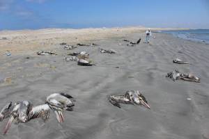 Specialist of the Peruvian National Service of Agricultural Health (SENASA) inspecting the mass mortality of Peruvian pelicans (Pelecanus thagus) in a breeding colony in the beginning of the outbreak in Peru.