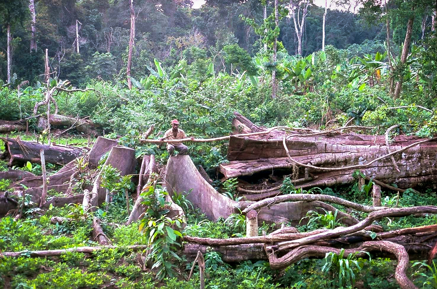 Abattage d'arbre, Cameroun