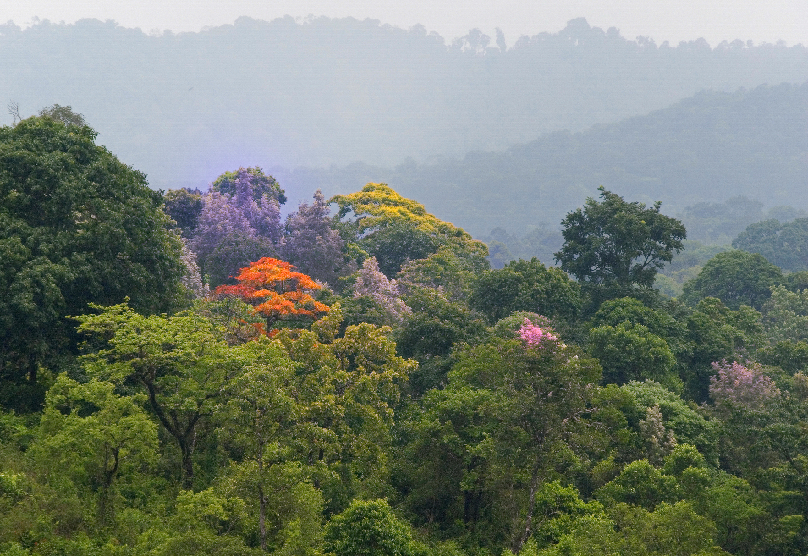TRIBUNE - « Une gestion innovante des forêts tropicales est nécessaire pour mieux prévenir les prochaines pandémies »